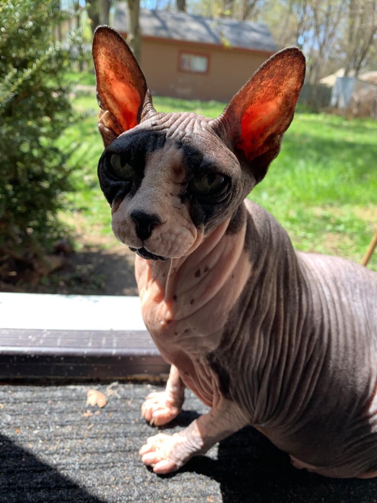 Russell Frantom’s sphynx  cat 
