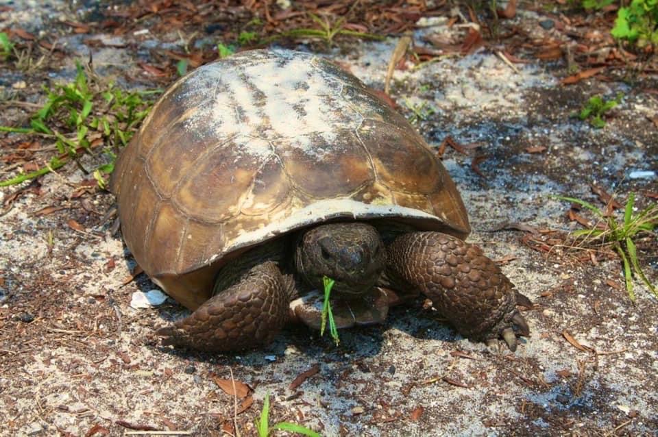 Gopher Tortoise Photo by Russell Frantom 